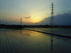 2017/06/11_水田の夕暮れ