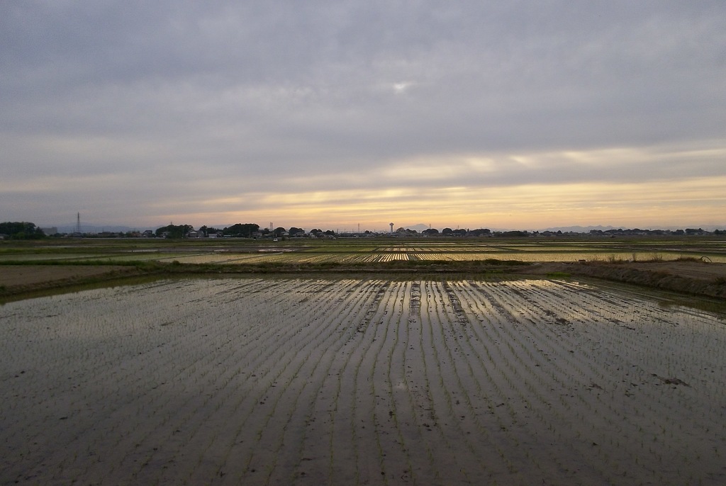 2015/05/31_水田の夕暮れ