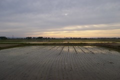 2015/05/31_水田の夕暮れ