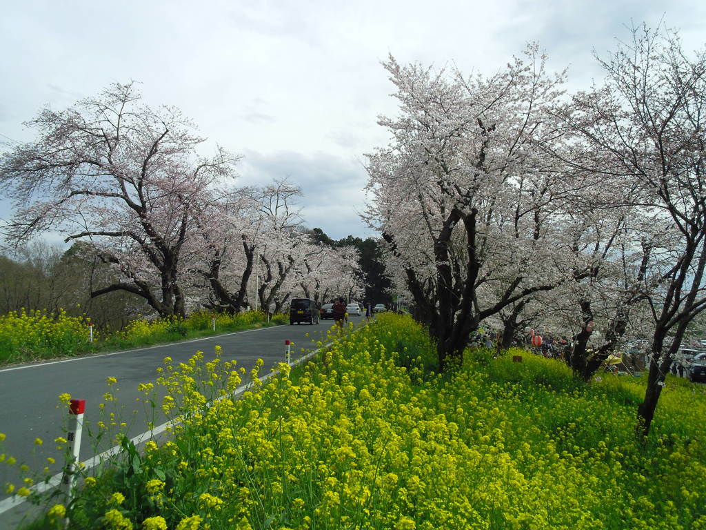 2016/04/03_城ヶ谷堤の桜と菜の花