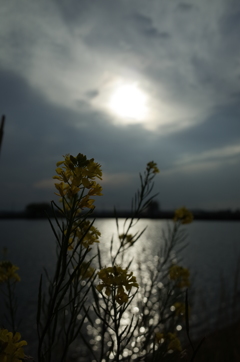 2016/04/18_曇天の溜め池と菜の花