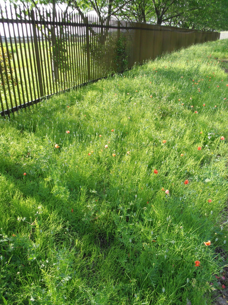 2017/05/14_ナガミヒナゲシ