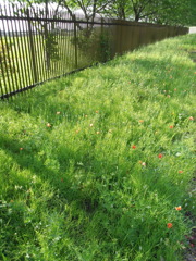 2017/05/14_ナガミヒナゲシ