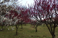2016/02/28_花の丘農林公苑の紅白梅