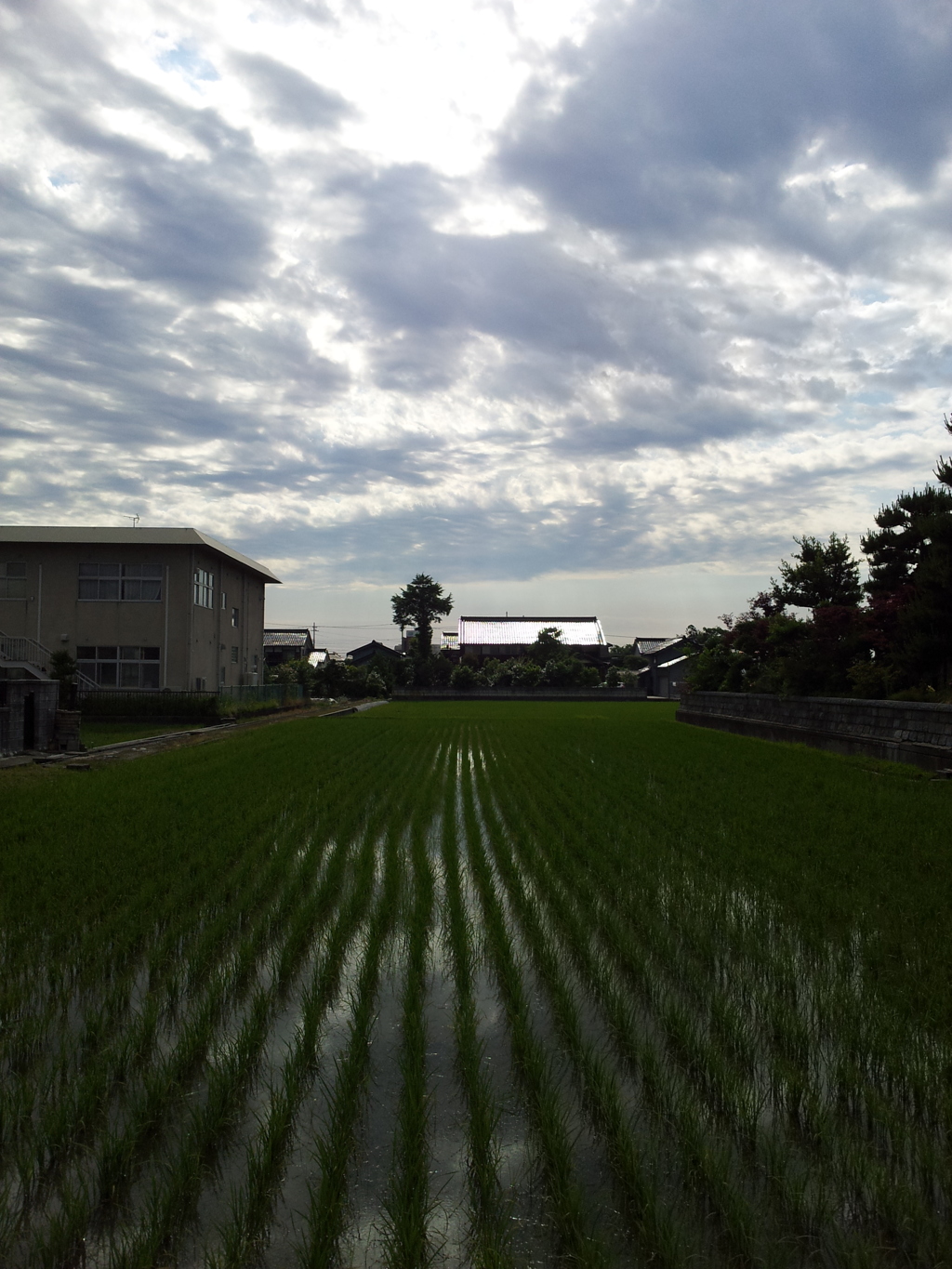 2017/06/15_水田に雲