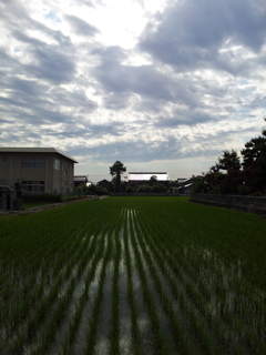 2017/06/15_水田に雲