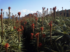 2017/02/07_爪木崎のアロエ