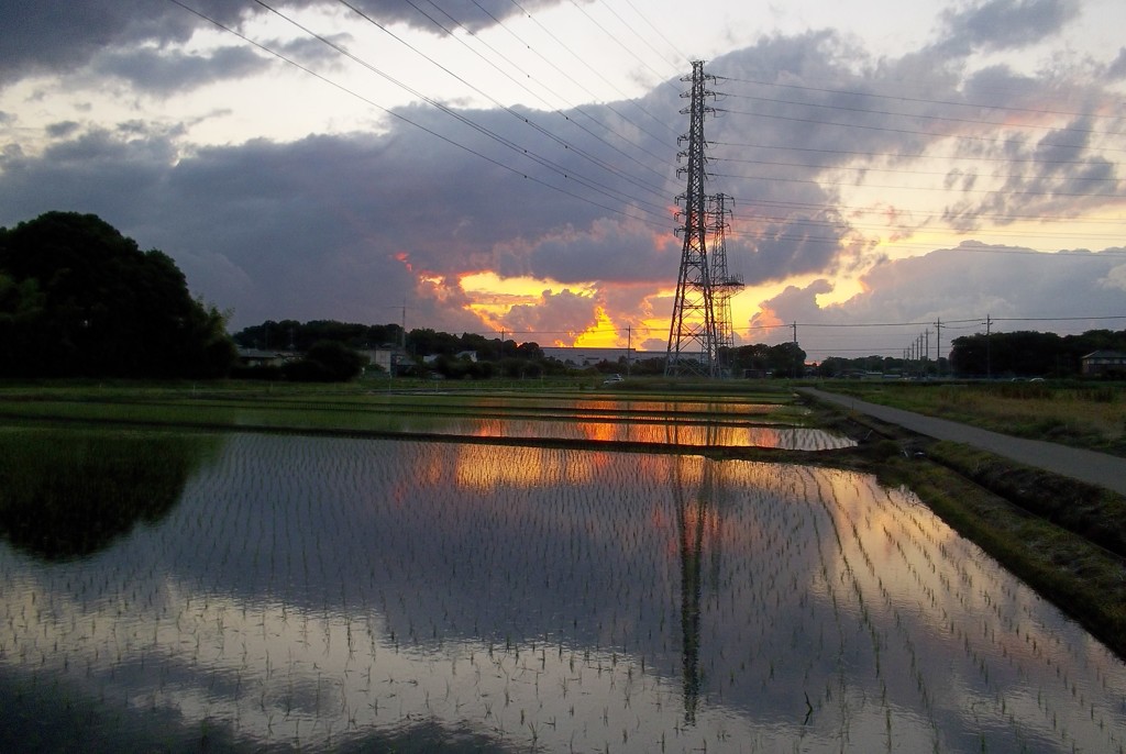 2015/06/06_水田の夕暮れ