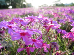 2017/04/30_花の丘農林公苑の夕暮れ芝桜