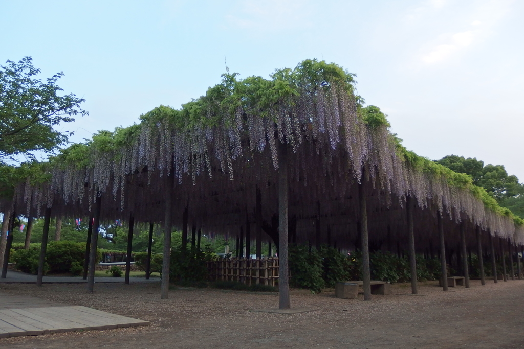 2016/05/07_玉敷公園の藤