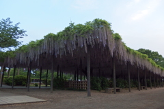 2016/05/07_玉敷公園の藤