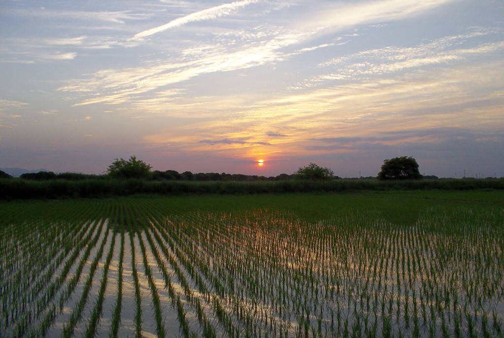 2015/05/24_水田の夕暮れ
