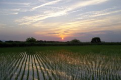 2015/05/24_水田の夕暮れ