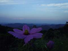 2017/09/10_彩の国ふれあい牧場のコスモスと外秩父の山並み