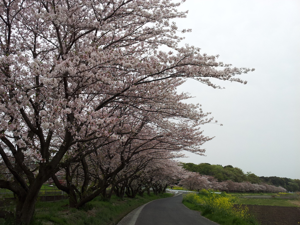 2016/04/10_見沼代用水の桜と菜の花
