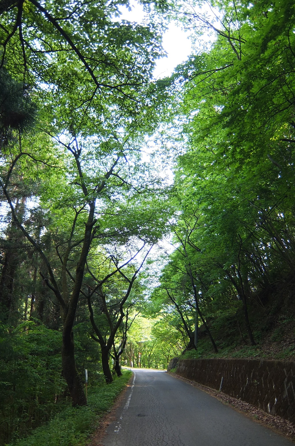 2015/05/04_林道