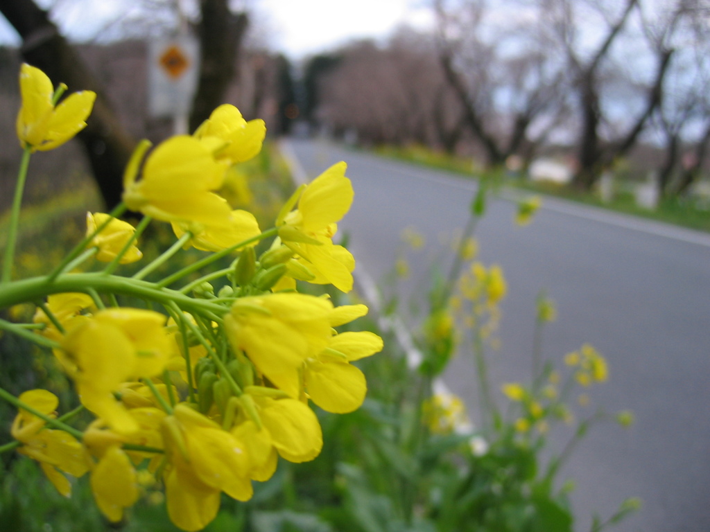 2016/03/27_城ヶ谷堤の菜の花