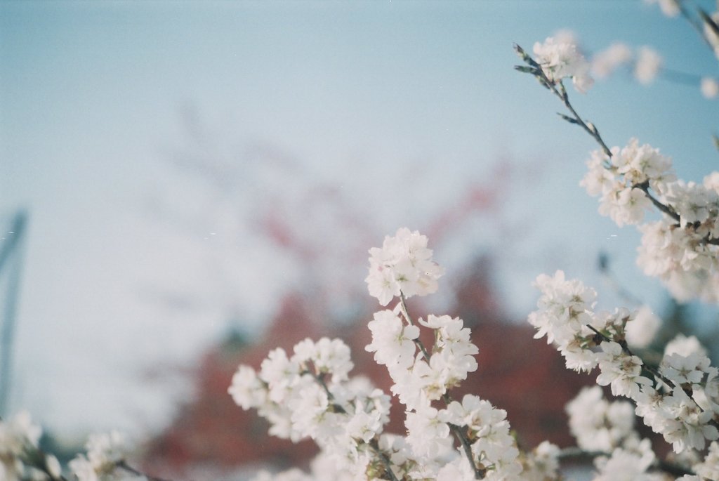 2016/03/20_農林公園の白梅