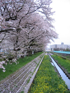 2017/04/09_芝川の桜と菜の花