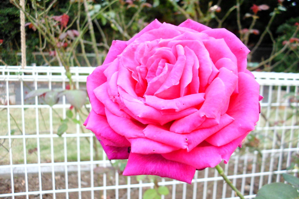 2014/10/12_伊奈バラ園の薔薇