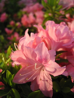 2017/04/30_花の丘農林公苑のつつじ