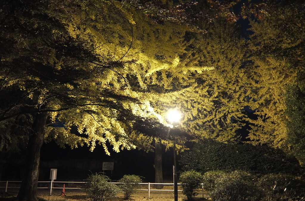 2014/11/24_夜の別所沼公園