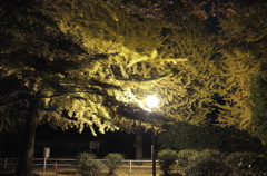 2014/11/24_夜の別所沼公園