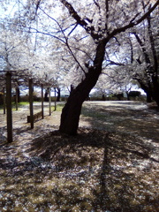 2019/04/06_氷川児童公園の桜