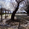 2019/04/06_氷川児童公園の桜