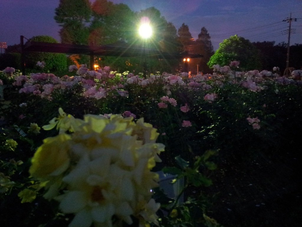 2016/05/29_夜の伊奈バラ園