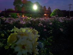 2016/05/29_夜の伊奈バラ園