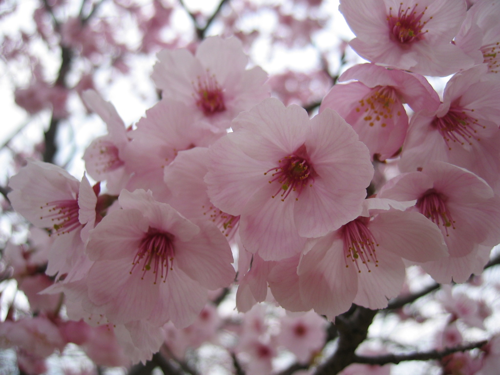 2016/03/27_高尾さくら公園の桜（陽光）