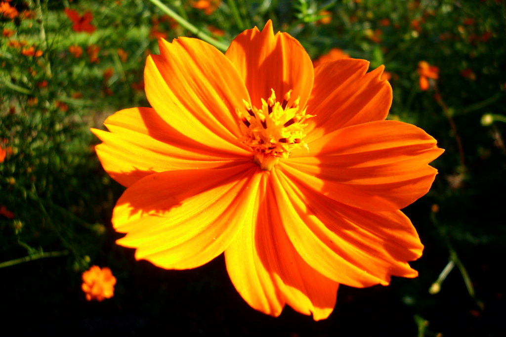 2014/09/14_キバナコスモス