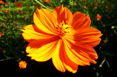 2014/09/14_キバナコスモス