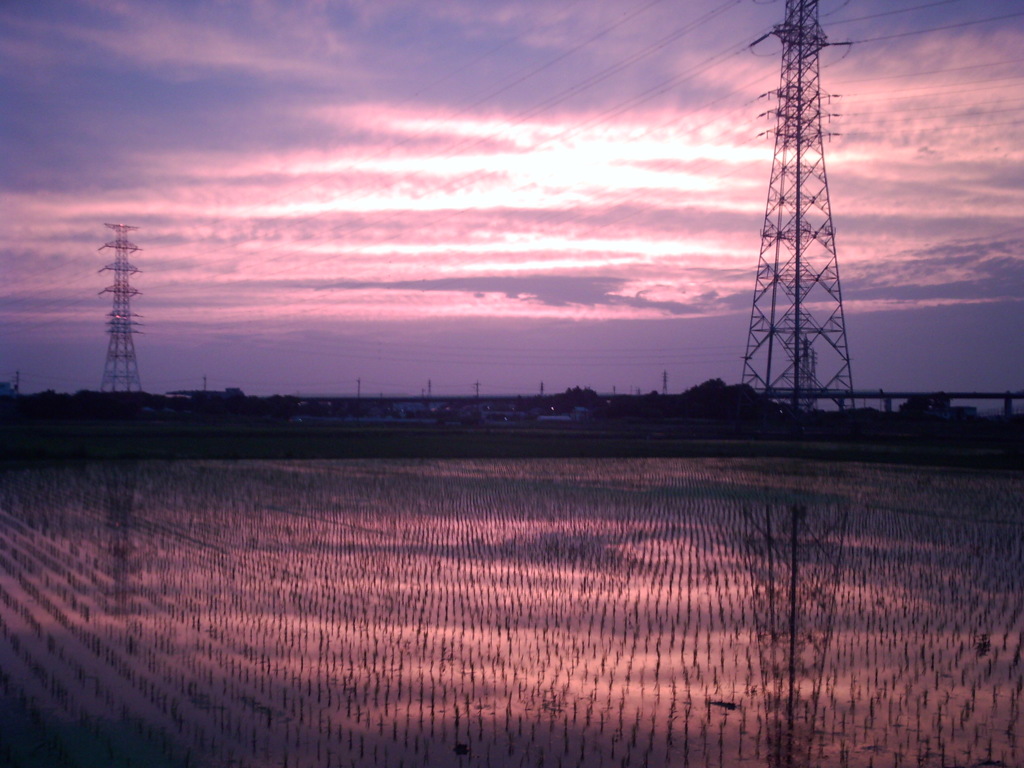 2015/06/14_水田の夕暮れ