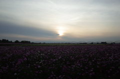 2015/11/01_夕暮れの吹上コスモス畑