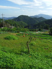 2017/10/09_外秩父山中の小さな柿の木と蝶