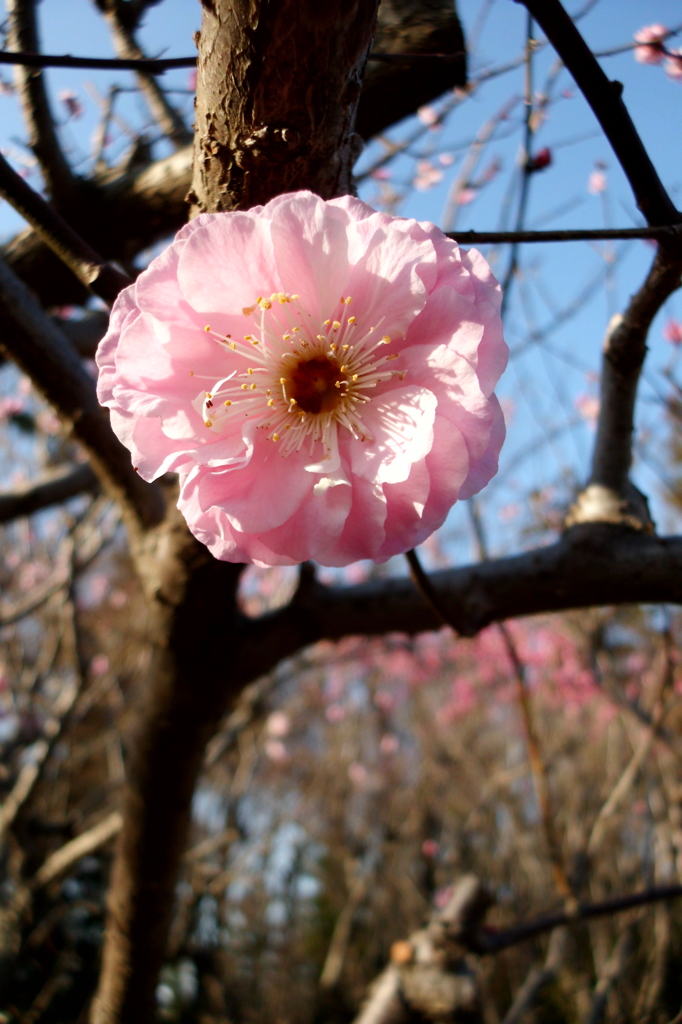 2016/03/20_農林公園の梅（楊貴妃）