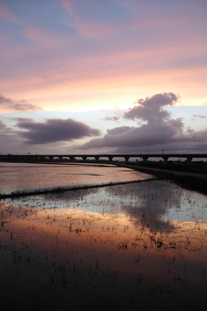 2015/06/28_水田の夕暮れ