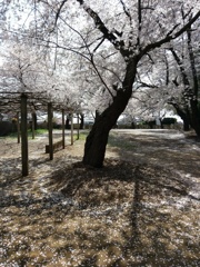 2019/04/06_氷川児童公園の桜