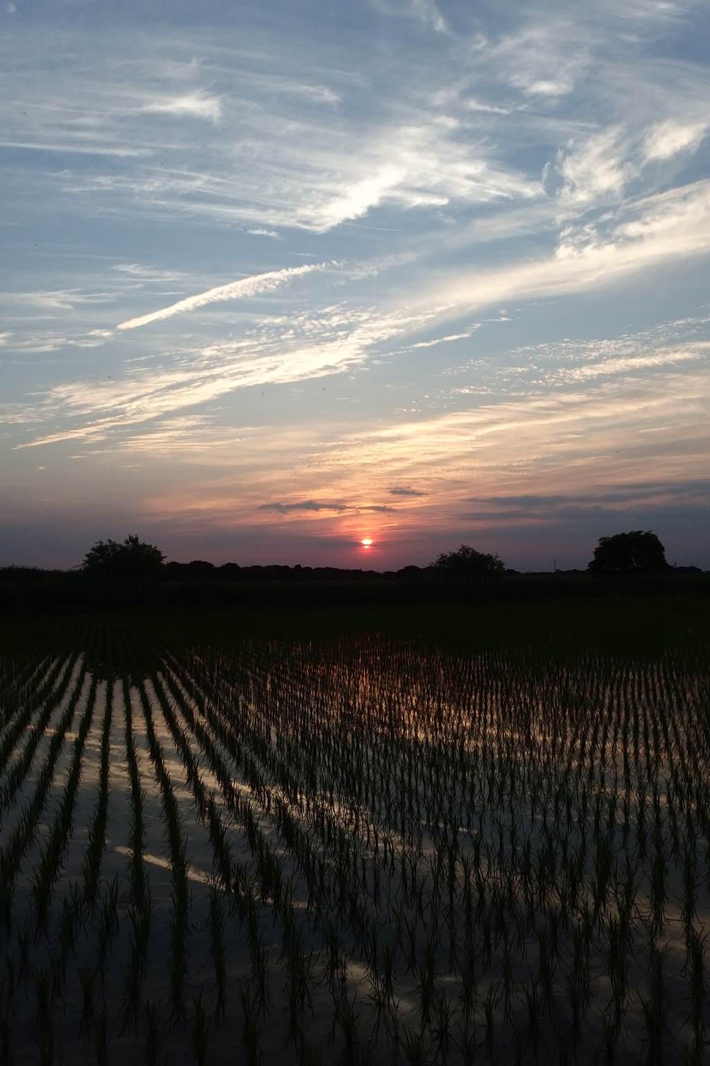 2015/05/24_水田の夕暮れ