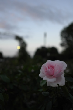 2017/10/07_伊奈町制施行記念公園の夕暮れ薔薇