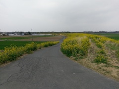 2019/04/07_荒川土手の菜の花