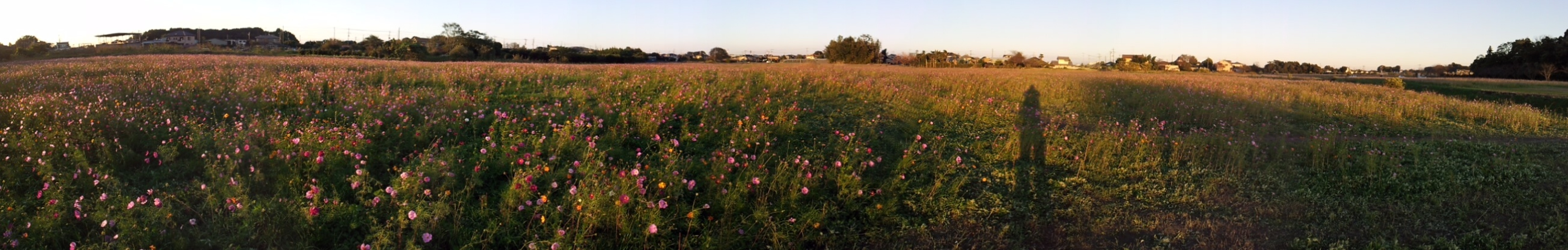 2015/10/25_夕暮れの蓮田駒崎コスモス畑