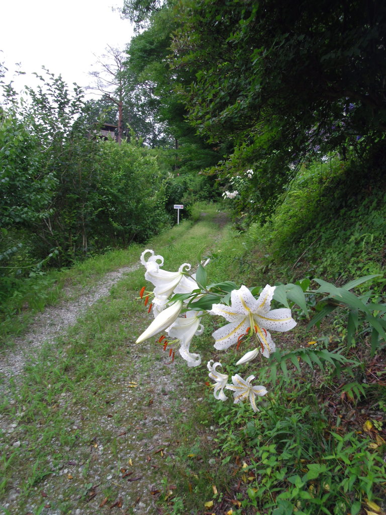 2017/07/15_花桃の郷の山百合