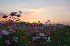 2014/10/19_夕暮れのコスモス畑