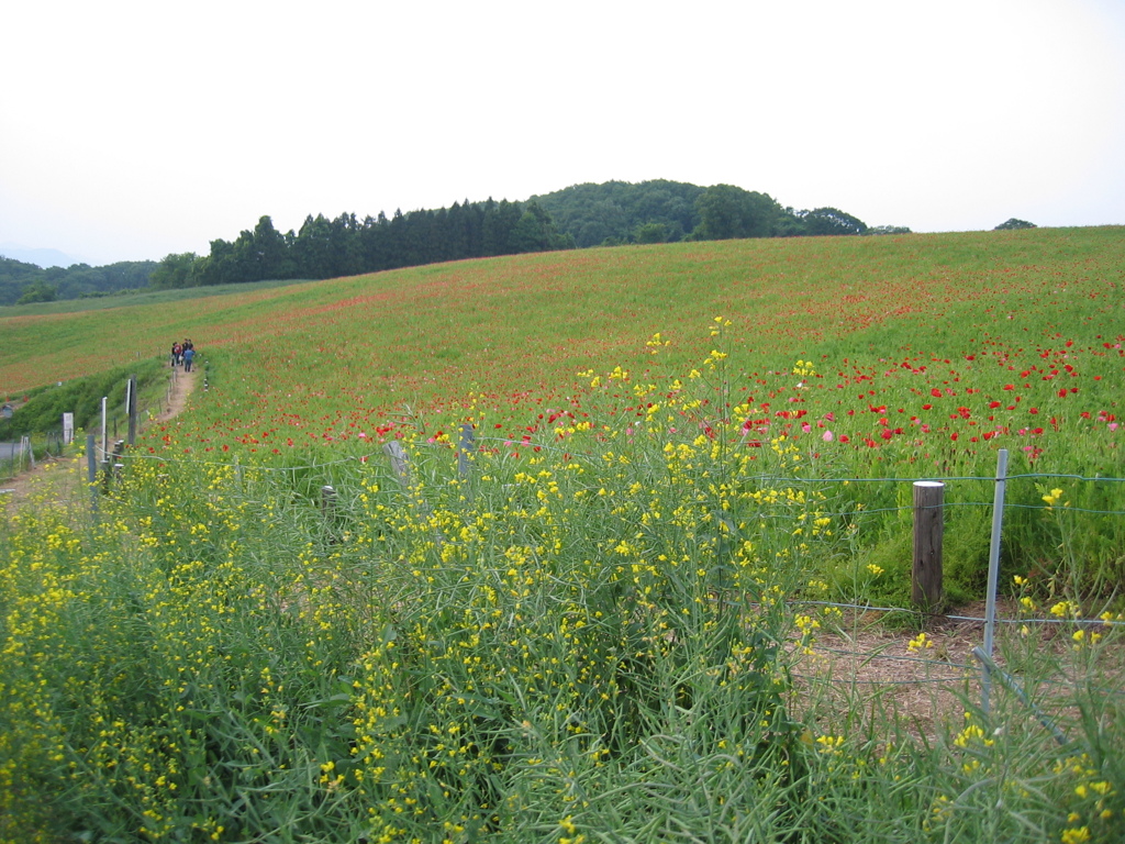 2012/05/26_お花畑