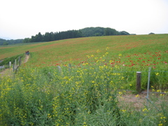 2012/05/26_お花畑