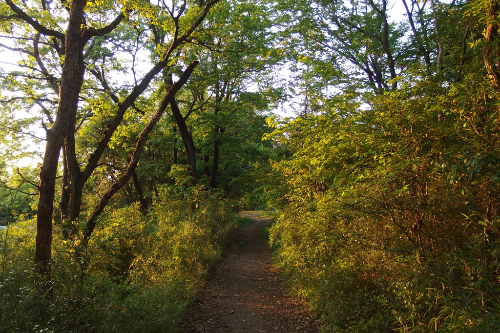 2016/04/30_トロッコ公園の木立ち