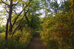 2016/04/30_トロッコ公園の木立ち
